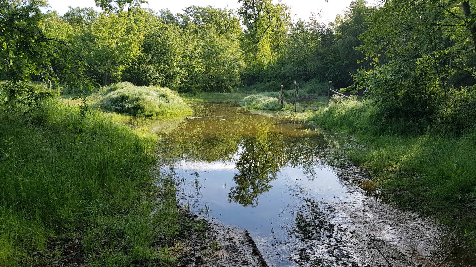 La forêt des Rites des Bois