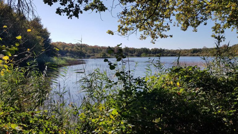 Etang de jour